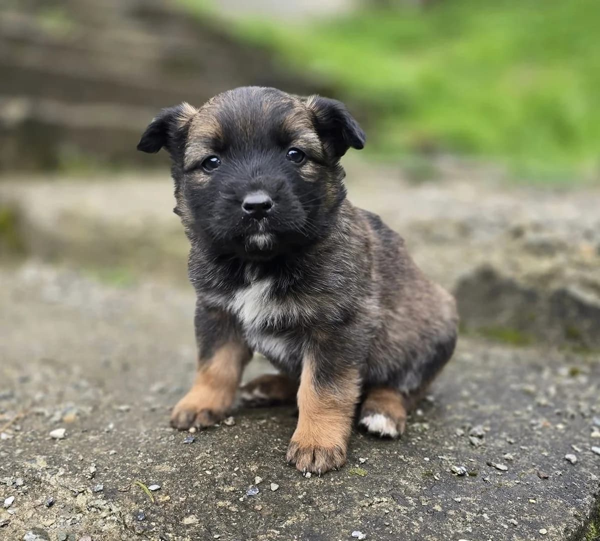 Caipy, schwarz female puppy Mixed Breed for adoption at Ein Herz für Streuner e.V., München