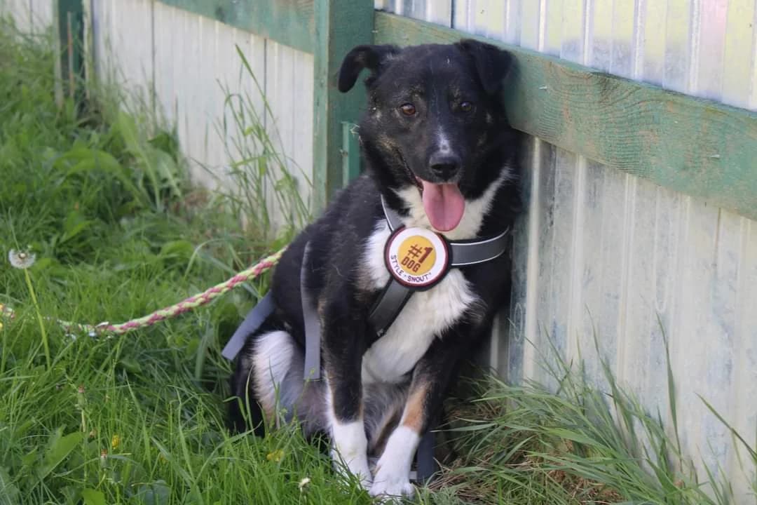 Caius, weiß male 5yo Mixed Breed for adoption at Ein Herz für Streuner e.V., München