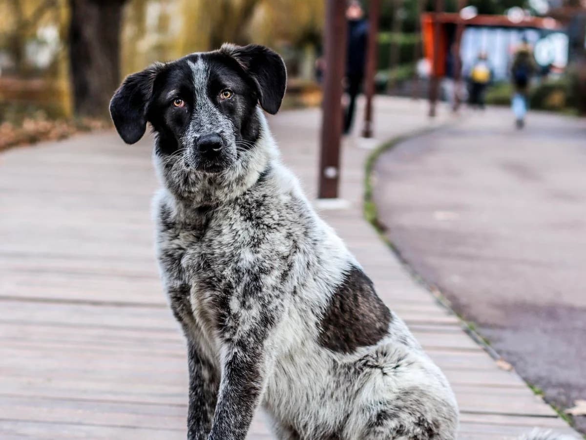 Caja, schwarz female 5yo Mixed Breed for adoption at Ein Herz für Streuner e.V., München