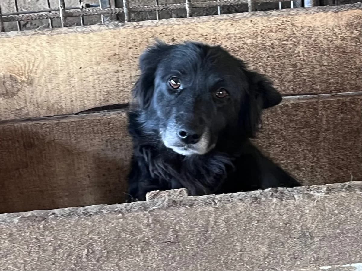Caja, female young Mixed Breed for adoption at Ein Herz für Streuner e.V., München
