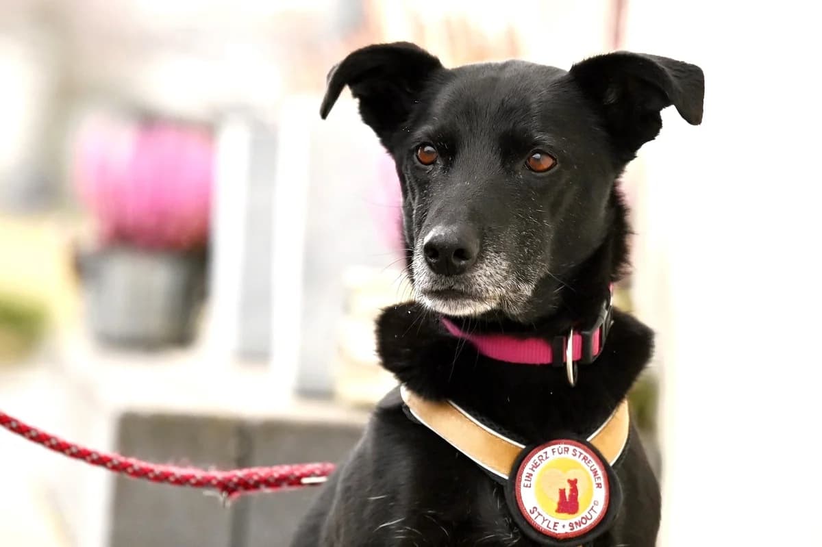 Caja, female senior Mixed Breed for adoption at Ein Herz für Streuner e.V., München