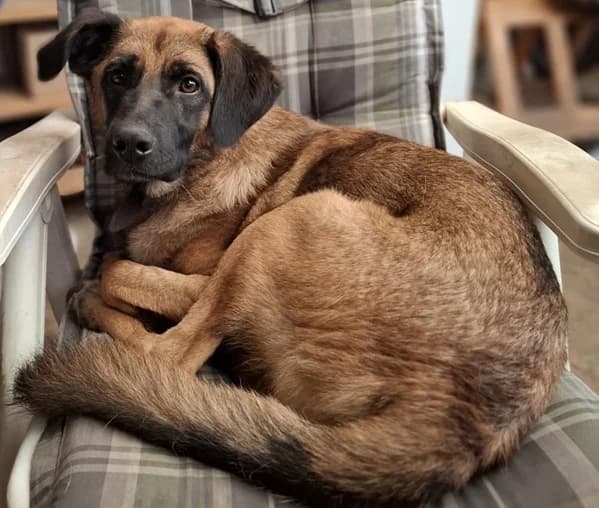 Caleb, male 5yo Mixed Breed for adoption at Ein Herz für Streuner e.V., München