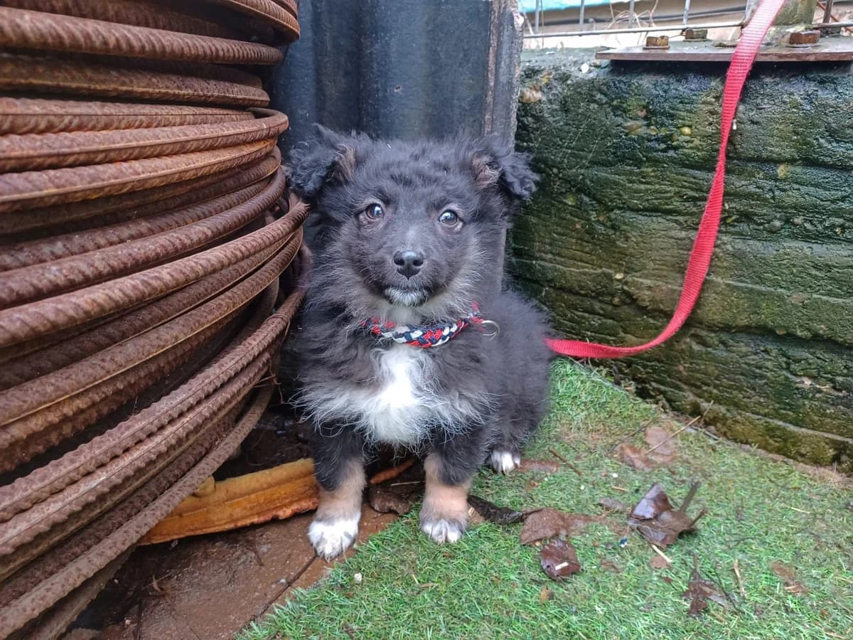 Calexa, female puppy Mixed Breed for adoption at Ein Herz für Streuner e.V., München
