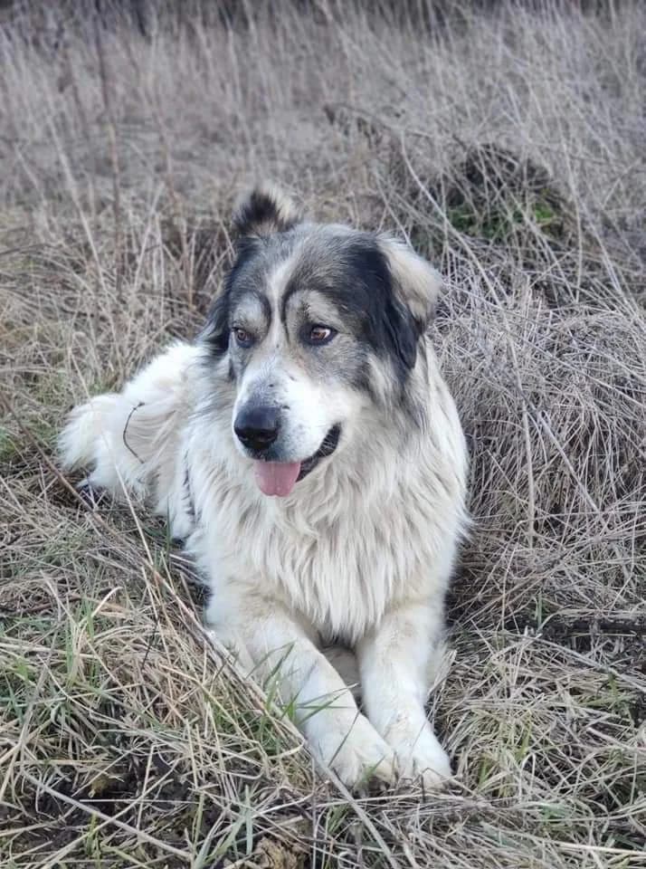 Calido, male senior Mixed Breed for adoption at Ein Herz für Streuner e.V., München