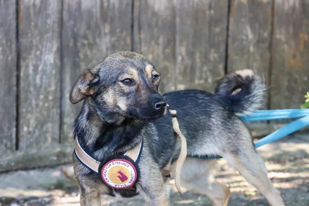 Califa, female puppy Mixed Breed for adoption at Ein Herz für Streuner e.V., München