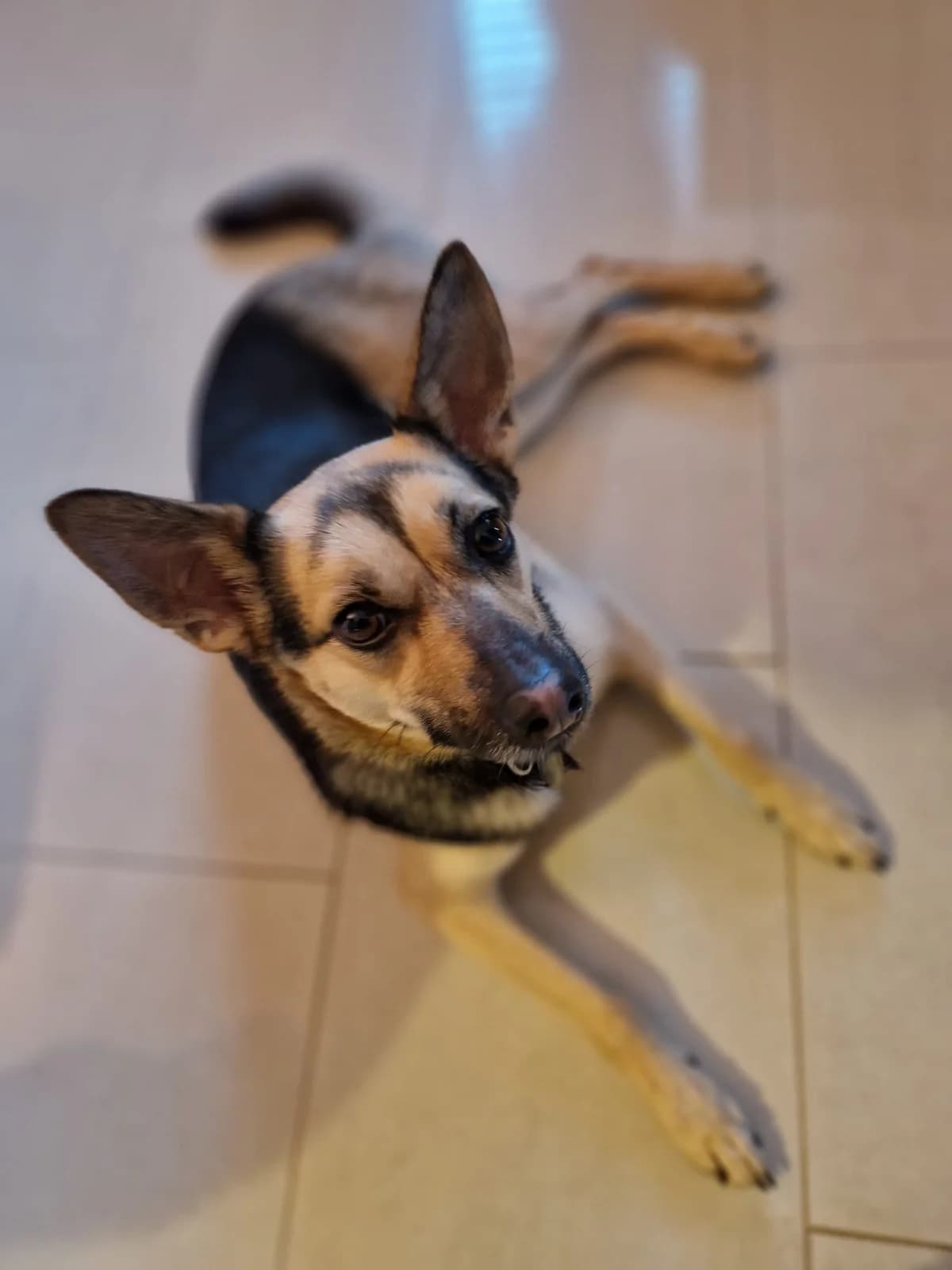 Cali(Fornia), female 5yo Mixed Breed for adoption at Ein Herz für Streuner e.V., München