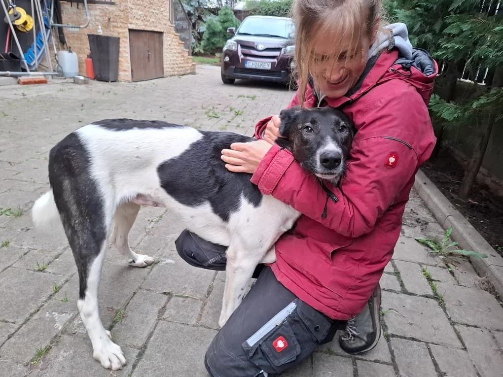 California, female young Mixed Breed for adoption at Ein Herz für Streuner e.V., München