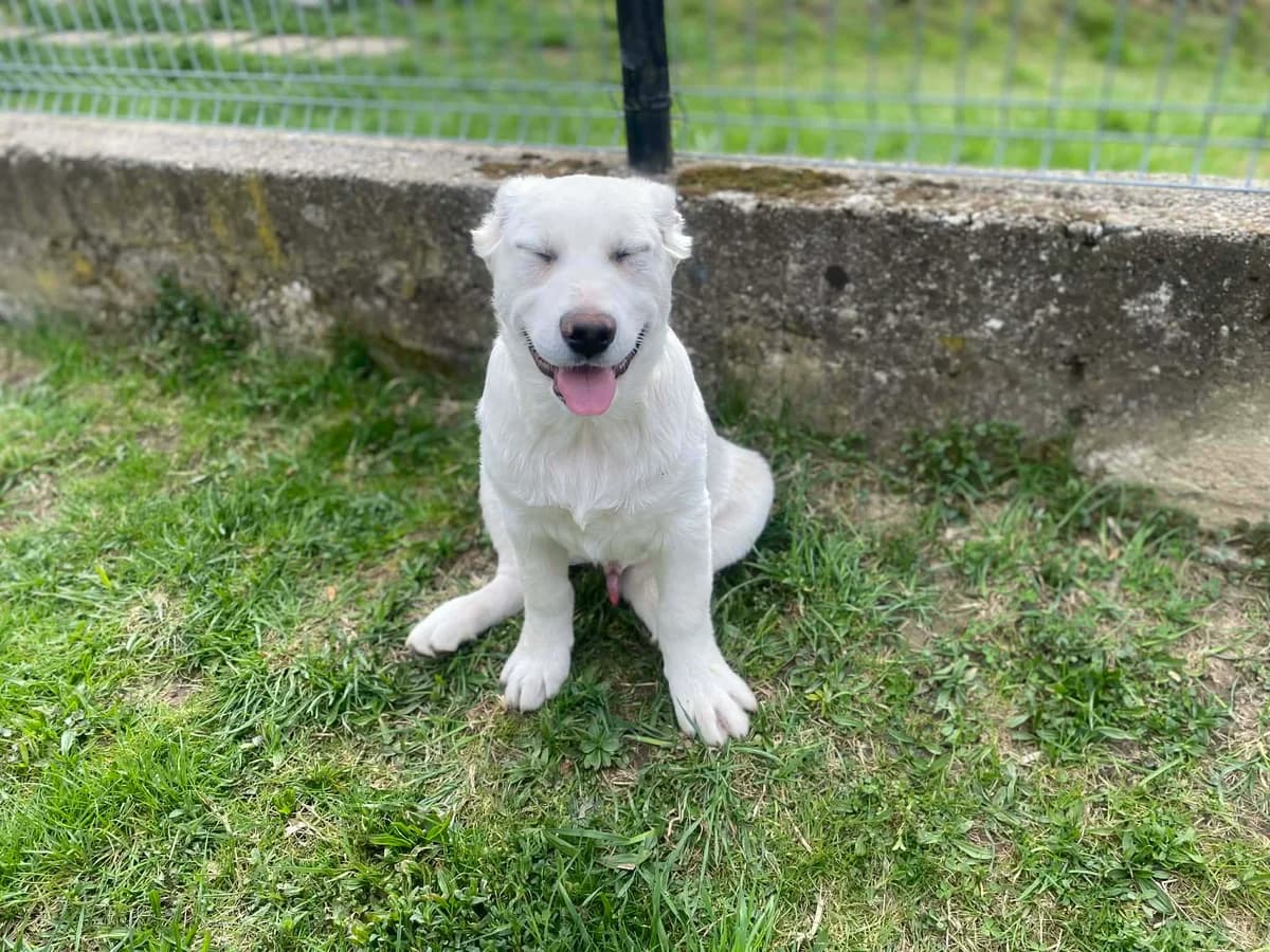 Caligula, Mixed Breed for adoption at Ein Herz für Streuner e.V., München