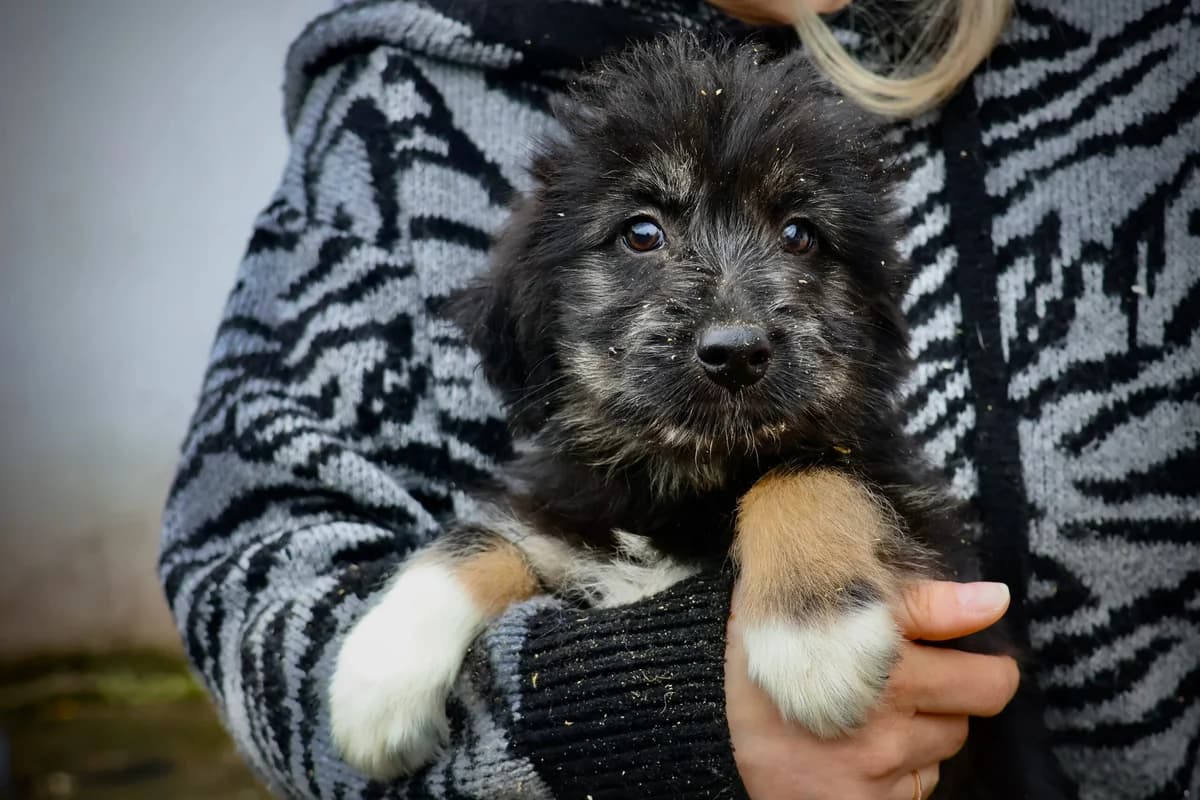 Calimera, schwarz female puppy Mixed Breed for adoption at Ein Herz für Streuner e.V., München
