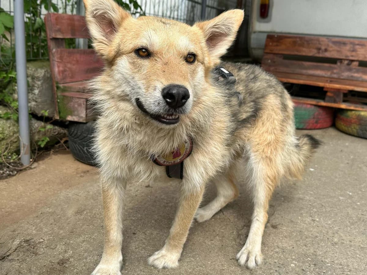 Calin, grau male 5yo Mixed Breed for adoption at Ein Herz für Streuner e.V., München