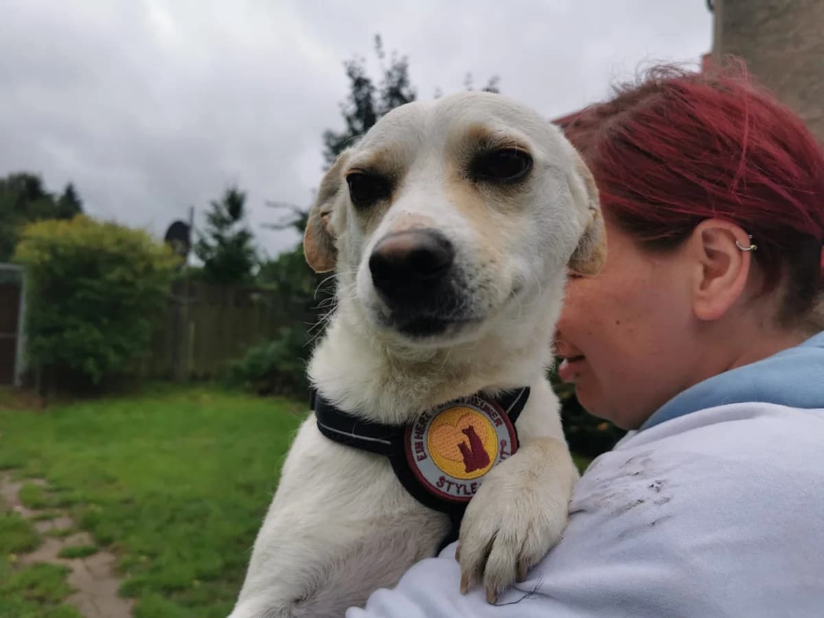 Calino, male 3yo Mixed Breed for adoption at Ein Herz für Streuner e.V., München