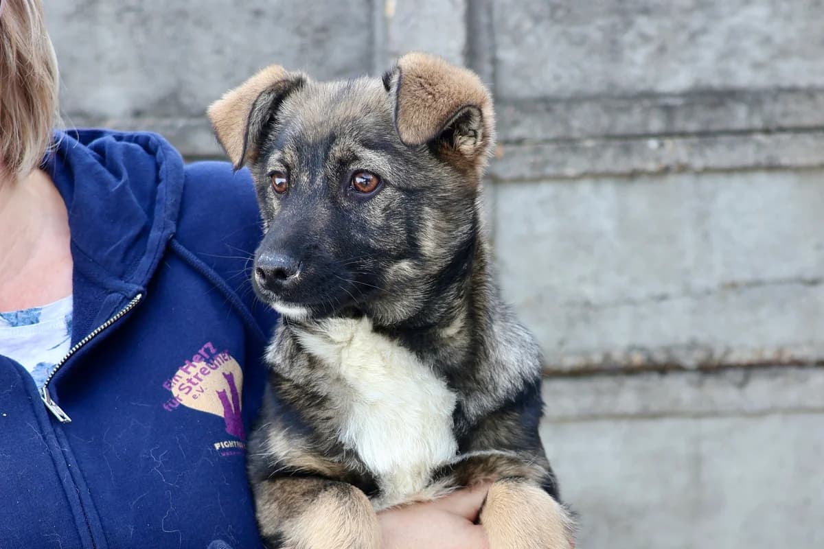 Calla, female puppy Mixed Breed for adoption at Ein Herz für Streuner e.V., München