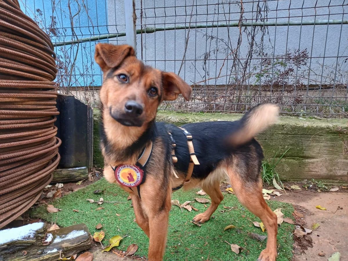 Calla, female 5yo Mixed Breed for adoption at Ein Herz für Streuner e.V., München