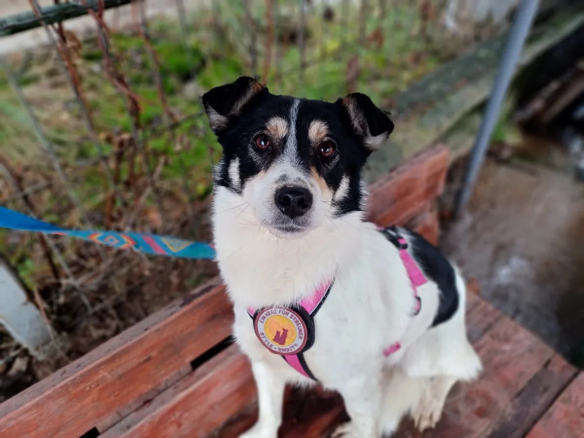 Calli, male 4yo Mixed Breed for adoption at Ein Herz für Streuner e.V., München