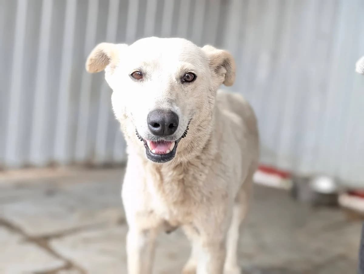 Callia, female 6yo Mixed Breed for adoption at Ein Herz für Streuner e.V., München