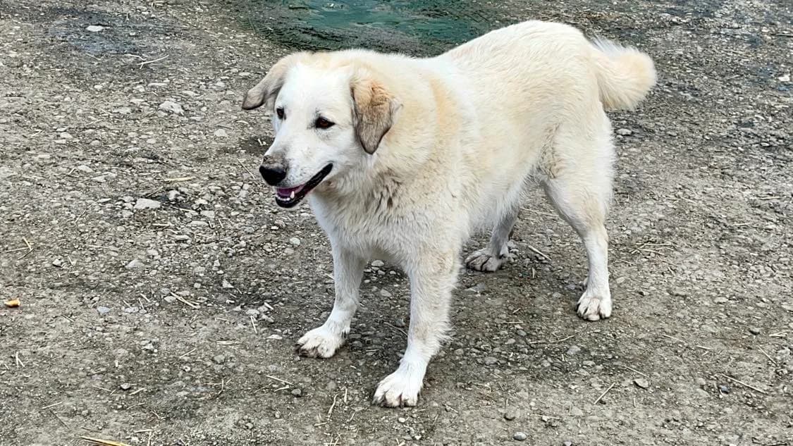 Cally, female 5yo Mixed Breed for adoption at Ein Herz für Streuner e.V., München