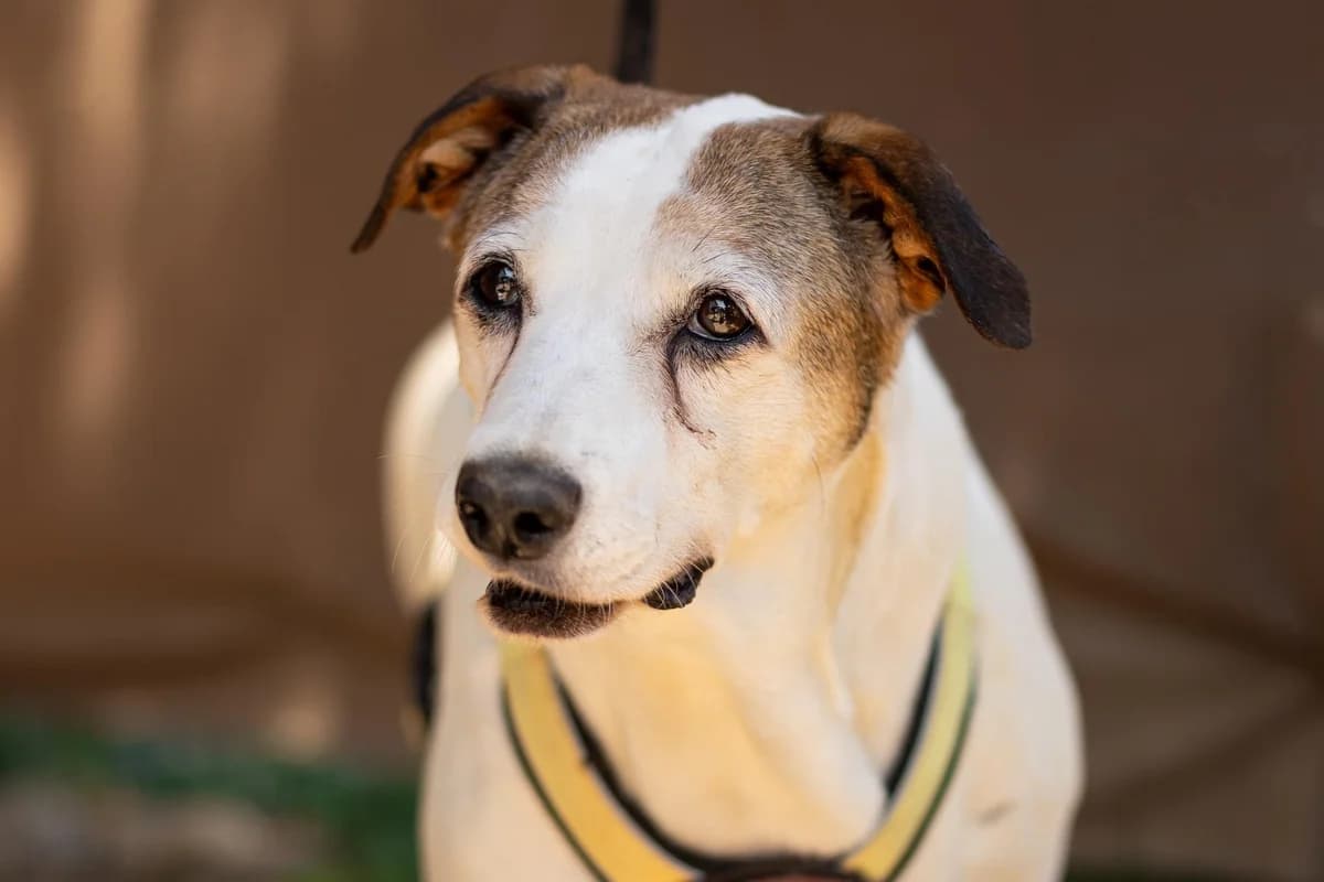 Calma, female senior Mixed Breed for adoption at Ein Herz für Streuner e.V., München