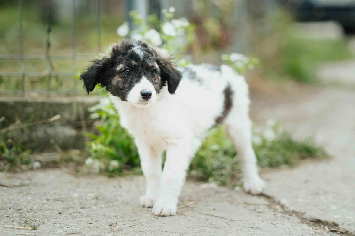 Calvin, male puppy Mixed Breed for adoption at Ein Herz für Streuner e.V., München