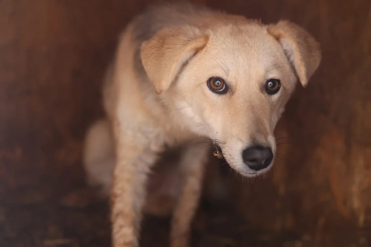 Cambera, female young Mixed Breed for adoption at Ein Herz für Streuner e.V., München