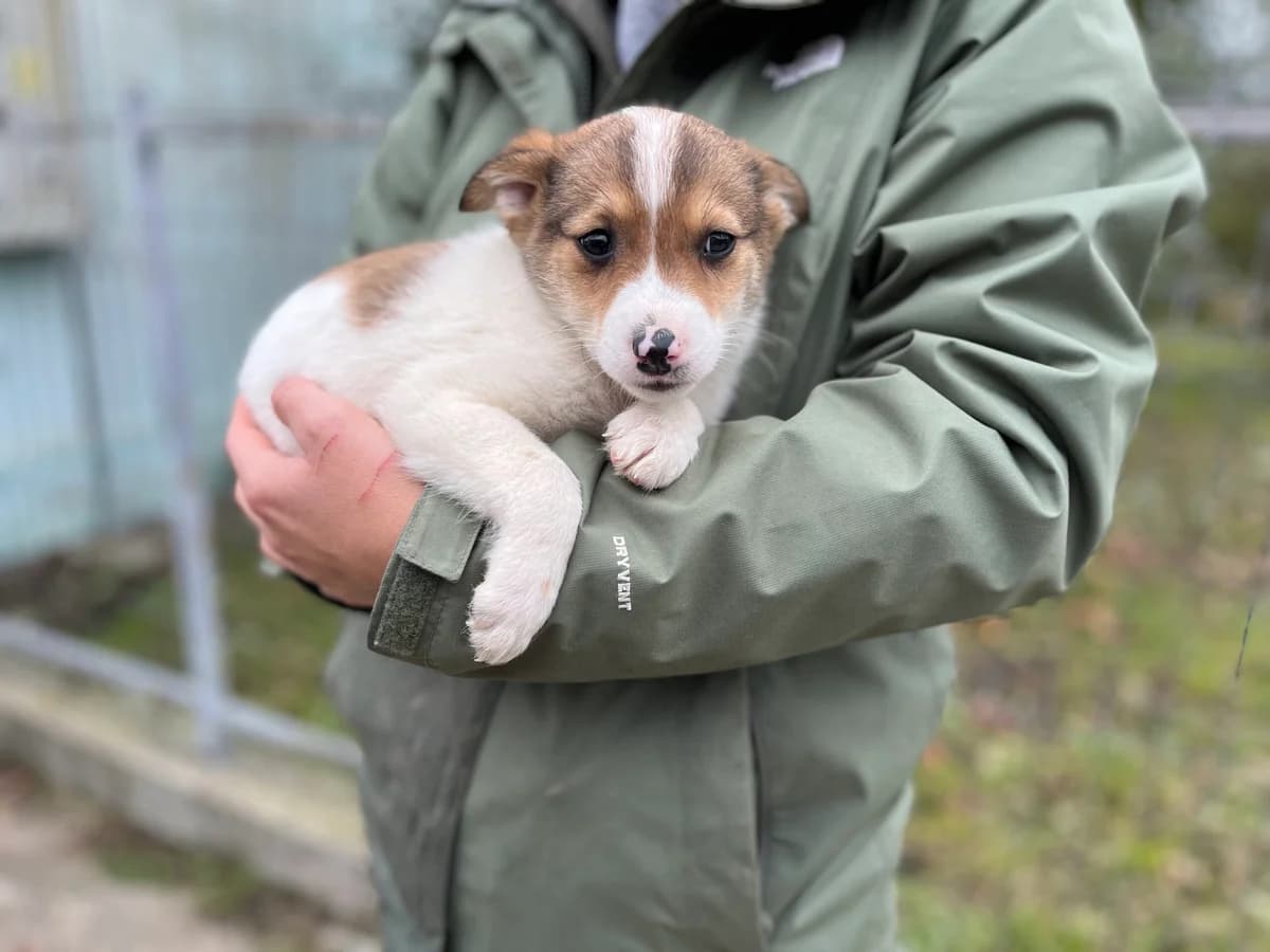 Cameron, weiß male puppy Mixed Breed for adoption at Ein Herz für Streuner e.V., München