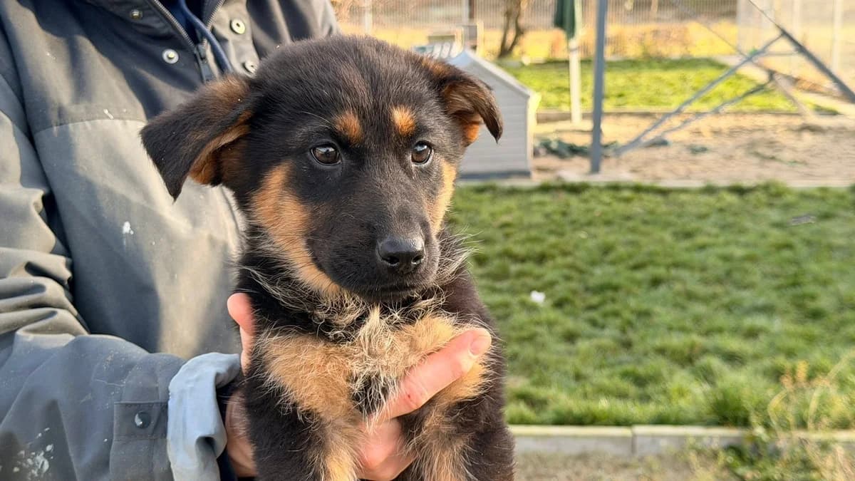Camila, female puppy Mixed Breed for adoption at Ein Herz für Streuner e.V., München