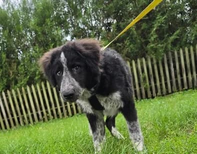 Camilla, female puppy Mixed Breed for adoption at Ein Herz für Streuner e.V., München