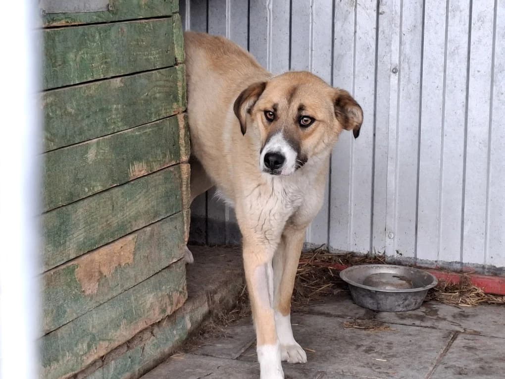 Camilla, weiß female 5yo Mixed Breed for adoption at Ein Herz für Streuner e.V., München