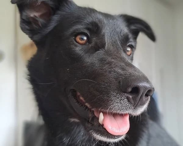 Camille, female 5yo Mixed Breed for adoption at Ein Herz für Streuner e.V., München