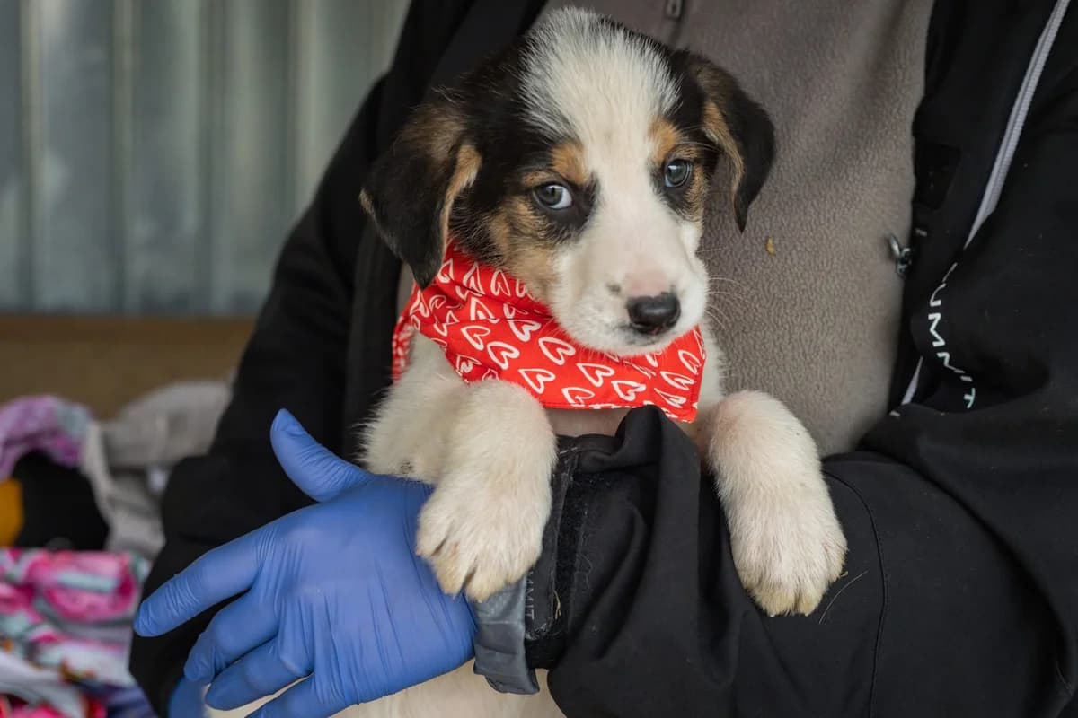 Camille, weiß female puppy Mixed Breed for adoption at Ein Herz für Streuner e.V., München