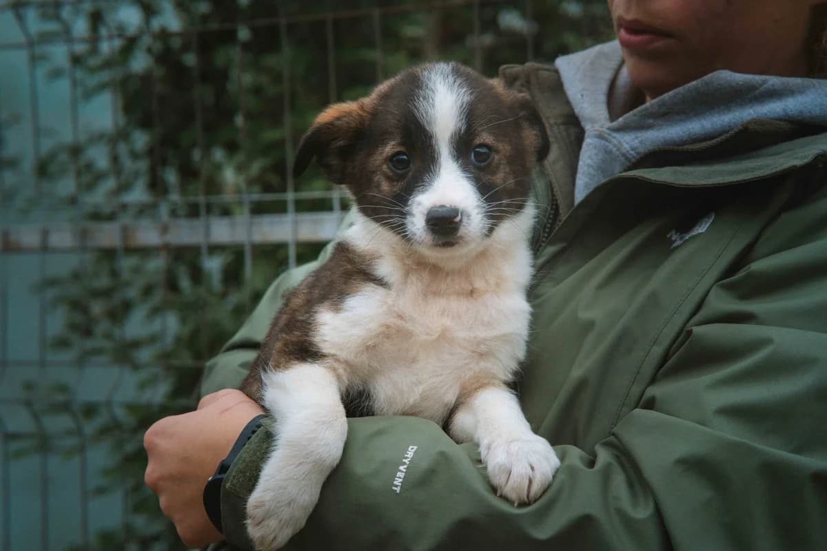 Camillo, weiß male puppy Mixed Breed for adoption at Ein Herz für Streuner e.V., München