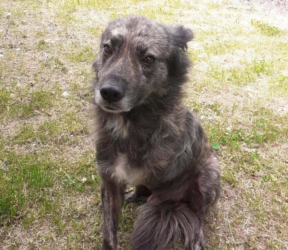 Camillus, male senior Mixed Breed for adoption at Ein Herz für Streuner e.V., München