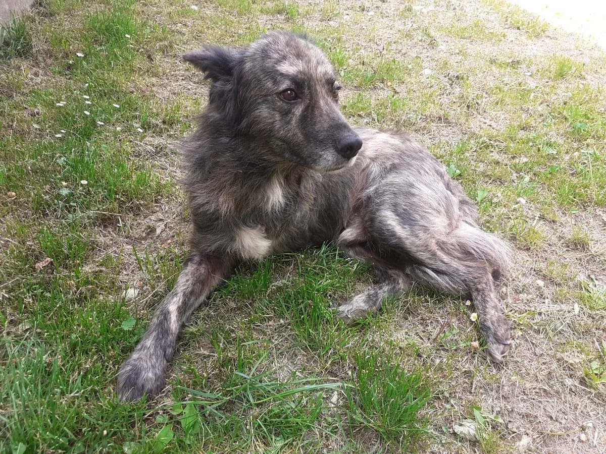 Camillus, male senior Mixed Breed for adoption at Ein Herz für Streuner e.V., München