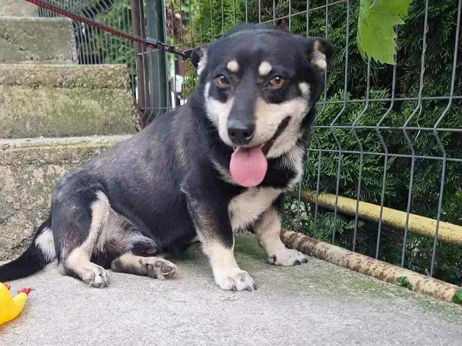 Camino, male 3yo Mixed Breed for adoption at Ein Herz für Streuner e.V., München