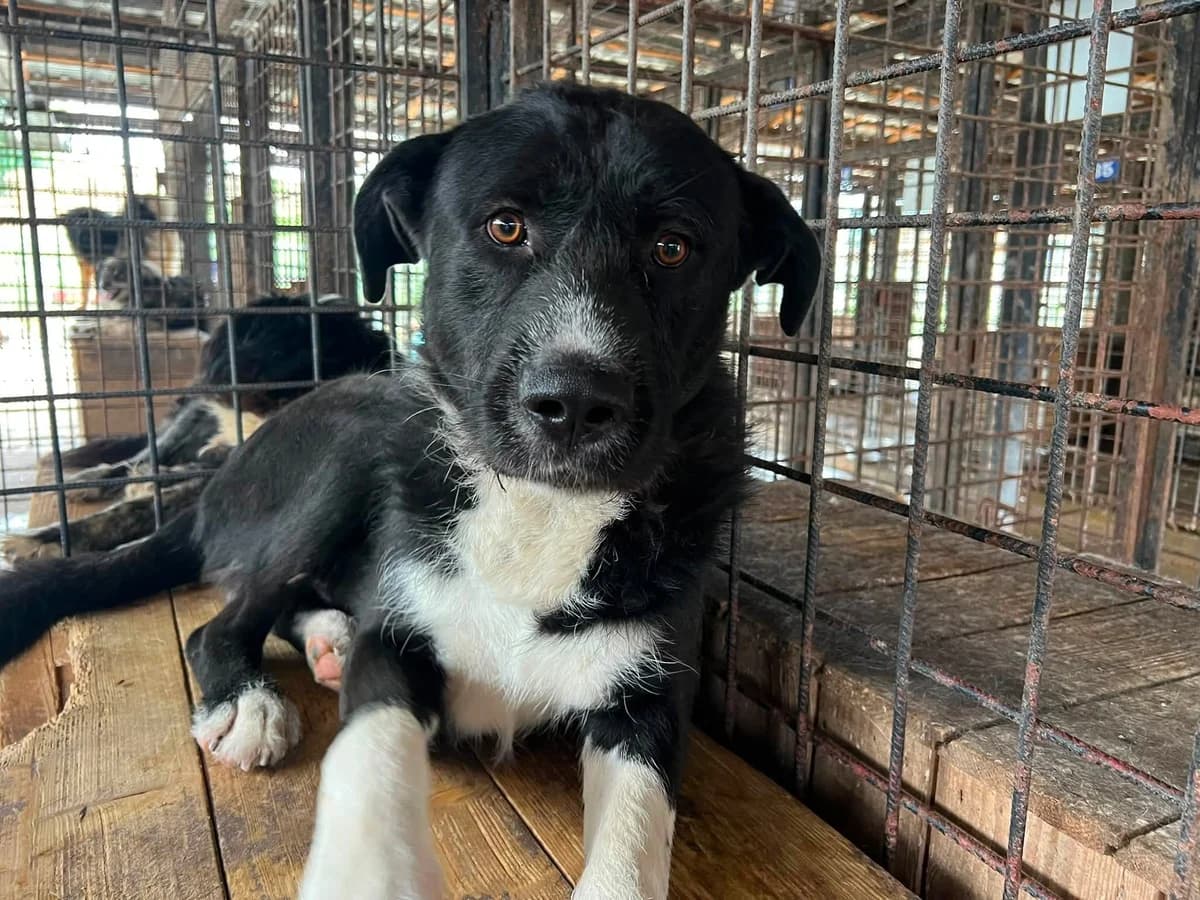 Camo, schwarz male young Mixed Breed for adoption at Ein Herz für Streuner e.V., München