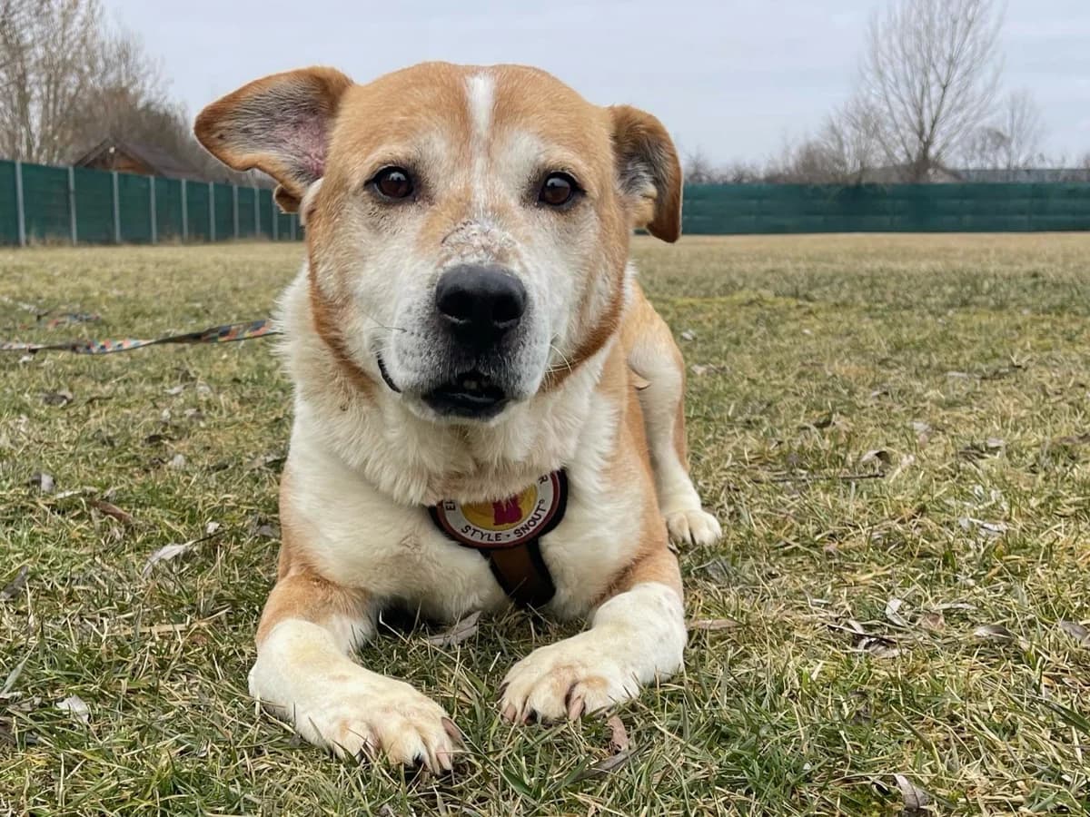 Campino, male senior Mixed Breed for adoption at Ein Herz für Streuner e.V., München