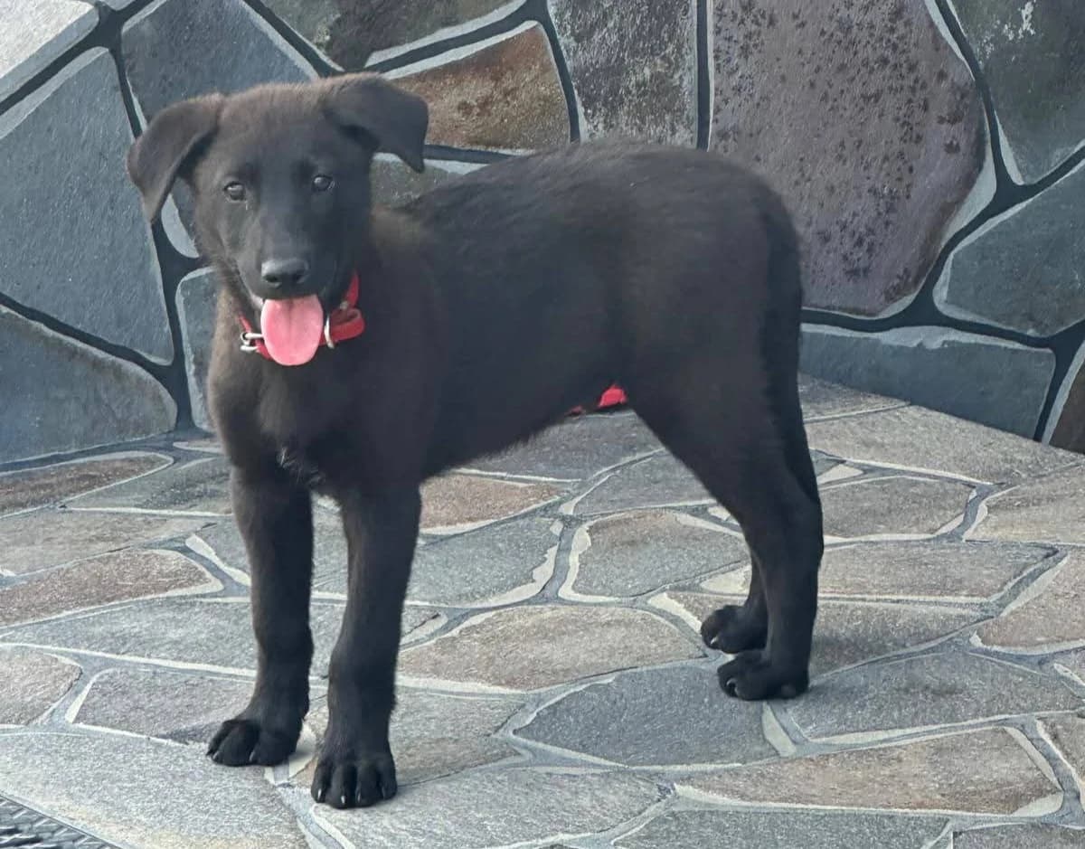 Camus, schwarz male puppy Mixed Breed for adoption at Ein Herz für Streuner e.V., München