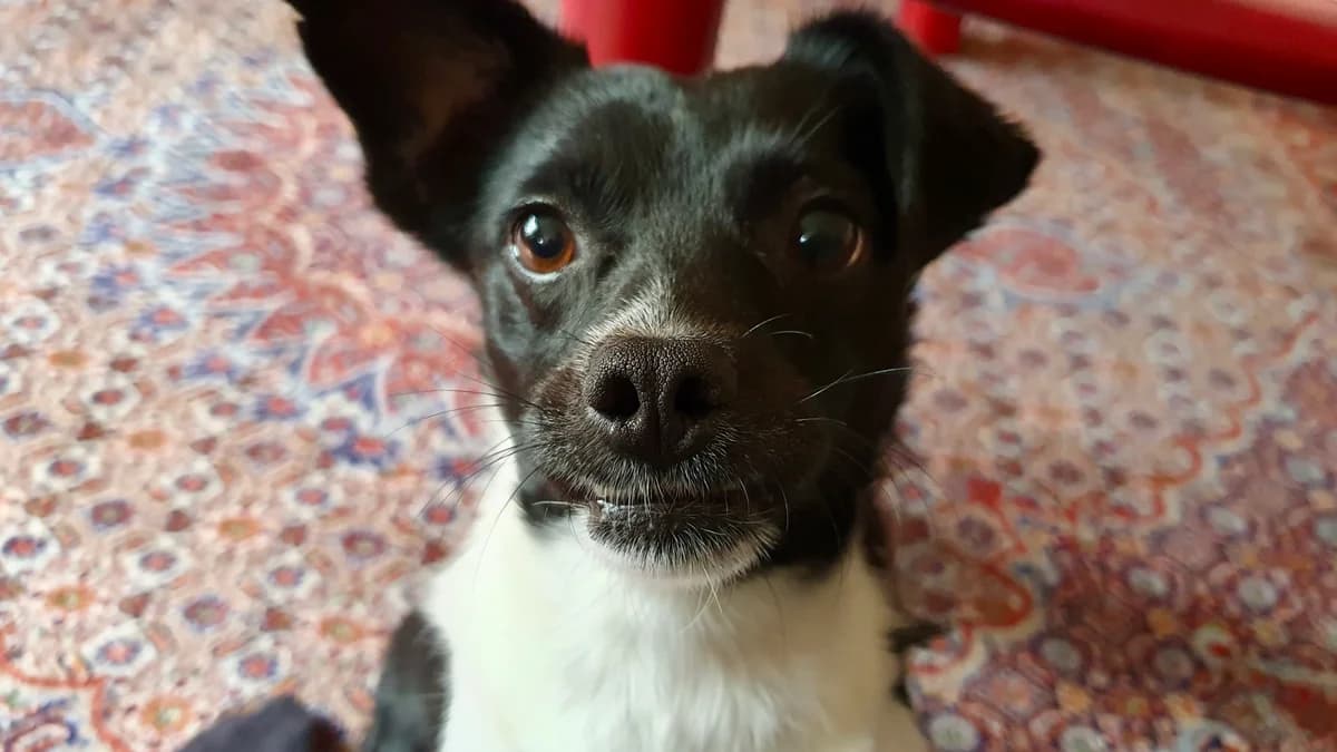 Candice, female 7yo Mixed Breed for adoption at Ein Herz für Streuner e.V., München