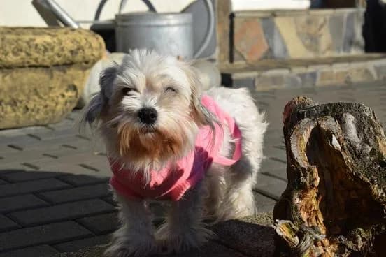 Candy, Mixed Breed for adoption at Ein Herz für Streuner e.V., München