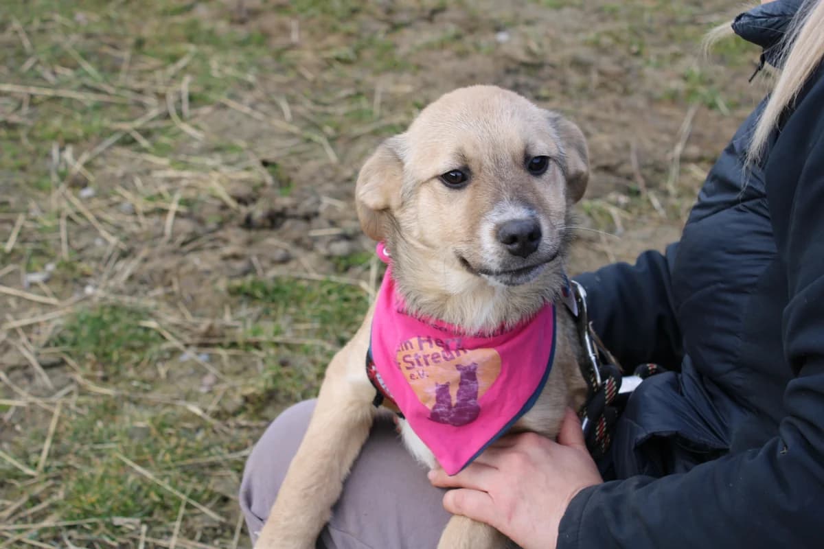 Candy, female puppy Mixed Breed for adoption at Ein Herz für Streuner e.V., München
