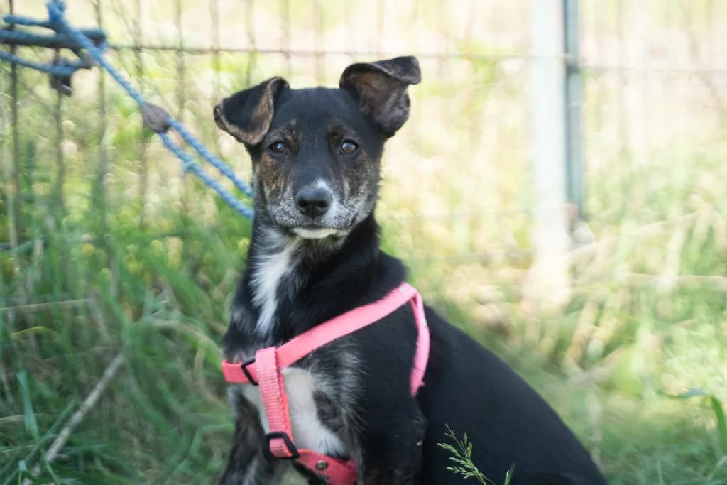 Candy, weiß female puppy Mixed Breed for adoption at Ein Herz für Streuner e.V., München