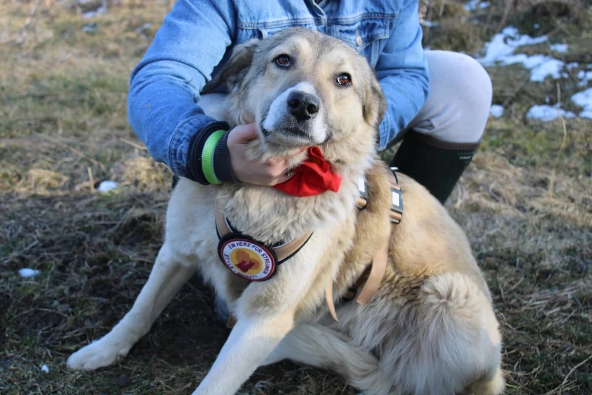 Candy, female puppy Mixed Breed for adoption at Ein Herz für Streuner e.V., München