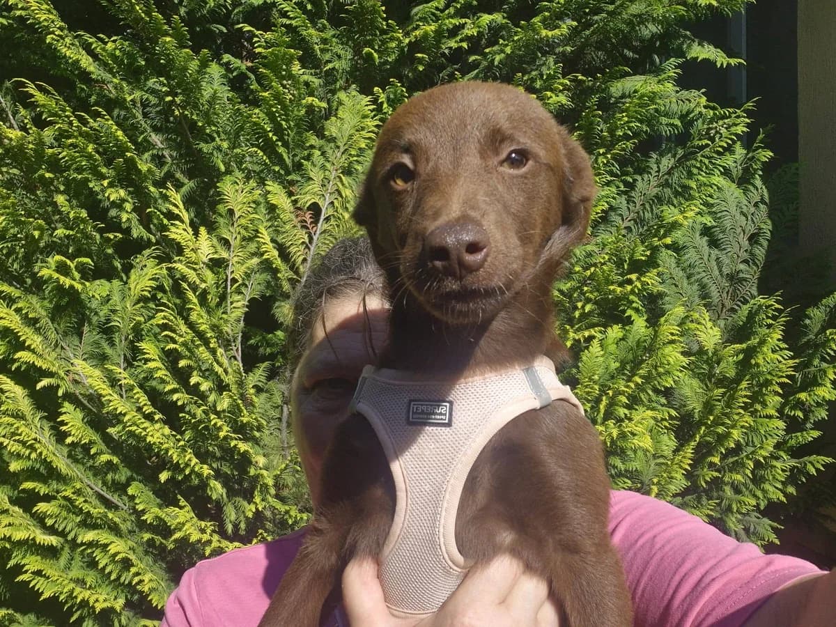 Cannello, male puppy Mixed Breed for adoption at Ein Herz für Streuner e.V., München