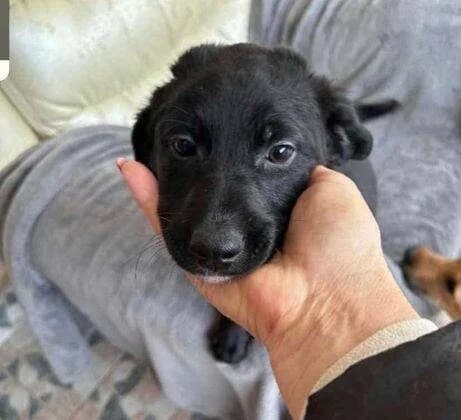 Canny, young Mixed Breed for adoption at Ein Herz für Streuner e.V., München