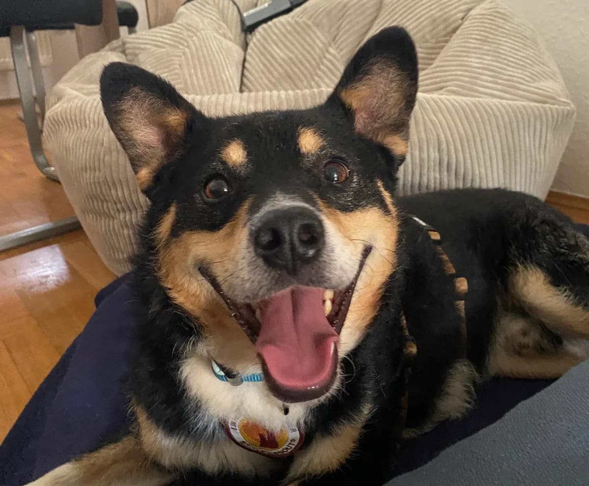 Cap, male 3yo Mixed Breed for adoption at Ein Herz für Streuner e.V., München