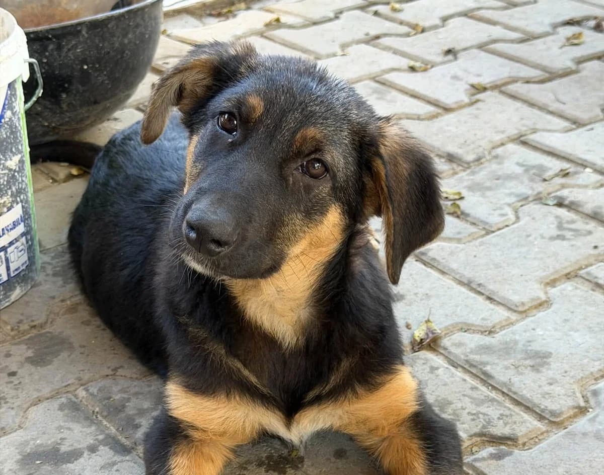 Cape, female puppy Mixed Breed for adoption at Ein Herz für Streuner e.V., München