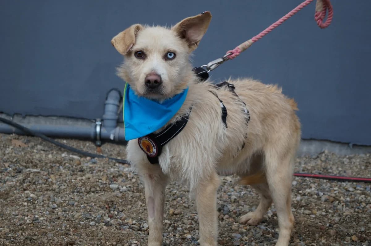 Capone, male 5yo Mixed Breed for adoption at Ein Herz für Streuner e.V., München