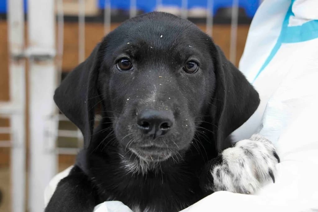 Cappa, weiß male puppy Mixed Breed for adoption at Ein Herz für Streuner e.V., München