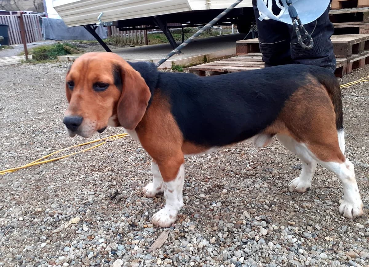 Capper, male 3yo Mixed Breed for adoption at Ein Herz für Streuner e.V., München