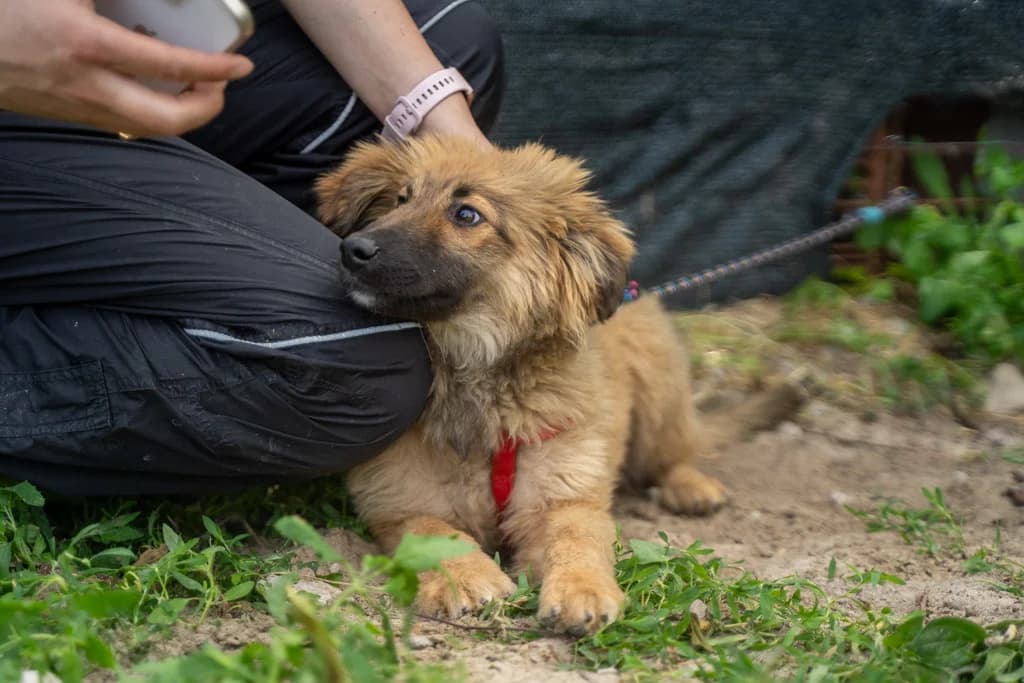 Capper, puppy Mixed Breed for adoption at Ein Herz für Streuner e.V., München