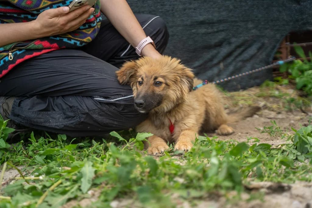Capper, puppy Mixed Breed for adoption at Ein Herz für Streuner e.V., München